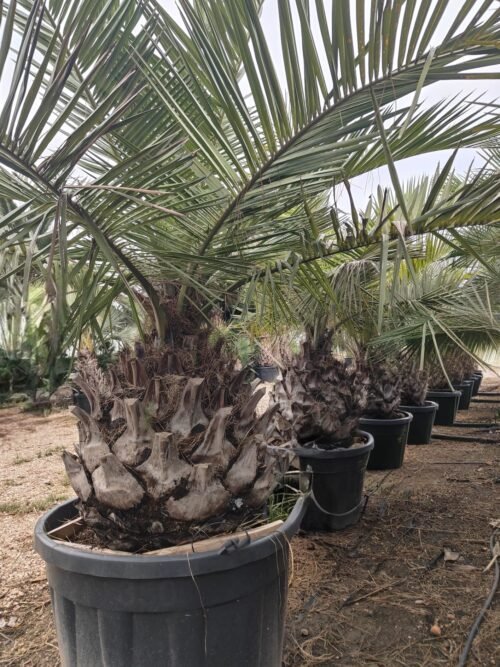 Imagen De Whatsapp 2025 10 06 A Las 19.00.10 A5dec210