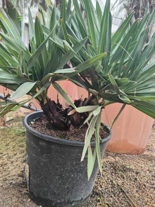 Imagen De Whatsapp 2025 10 06 A Las 19.00.23 57134ed8