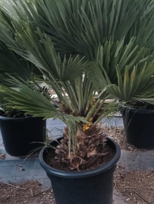 Imagen De Whatsapp 2025 10 06 A Las 19.00.35 Faf10a71