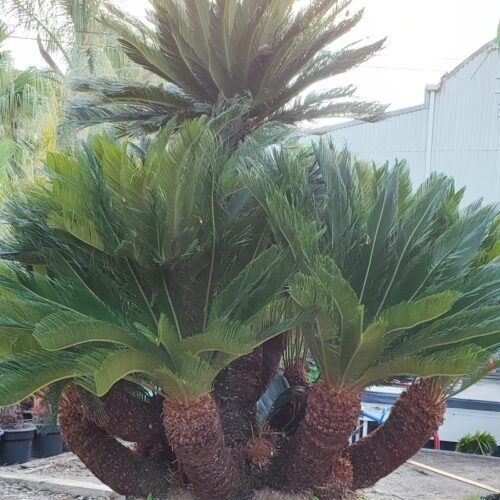 Imagen De Whatsapp 2025 10 06 A Las 21.31.20 3a01415a