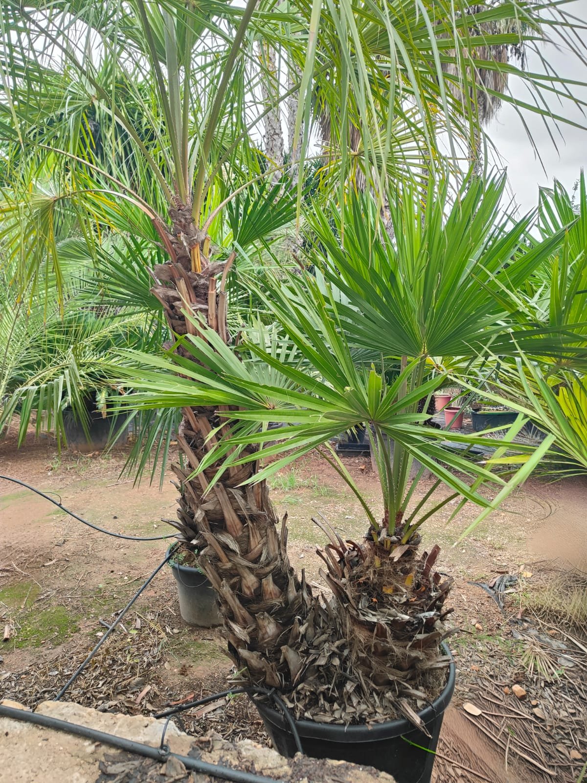 Imagen De Whatsapp 2025 10 06 A Las 21.31.33 2b728bb2