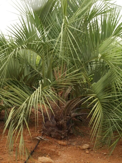 Imagen De Whatsapp 2025 10 06 A Las 21.32.01 Fdc6e4b4