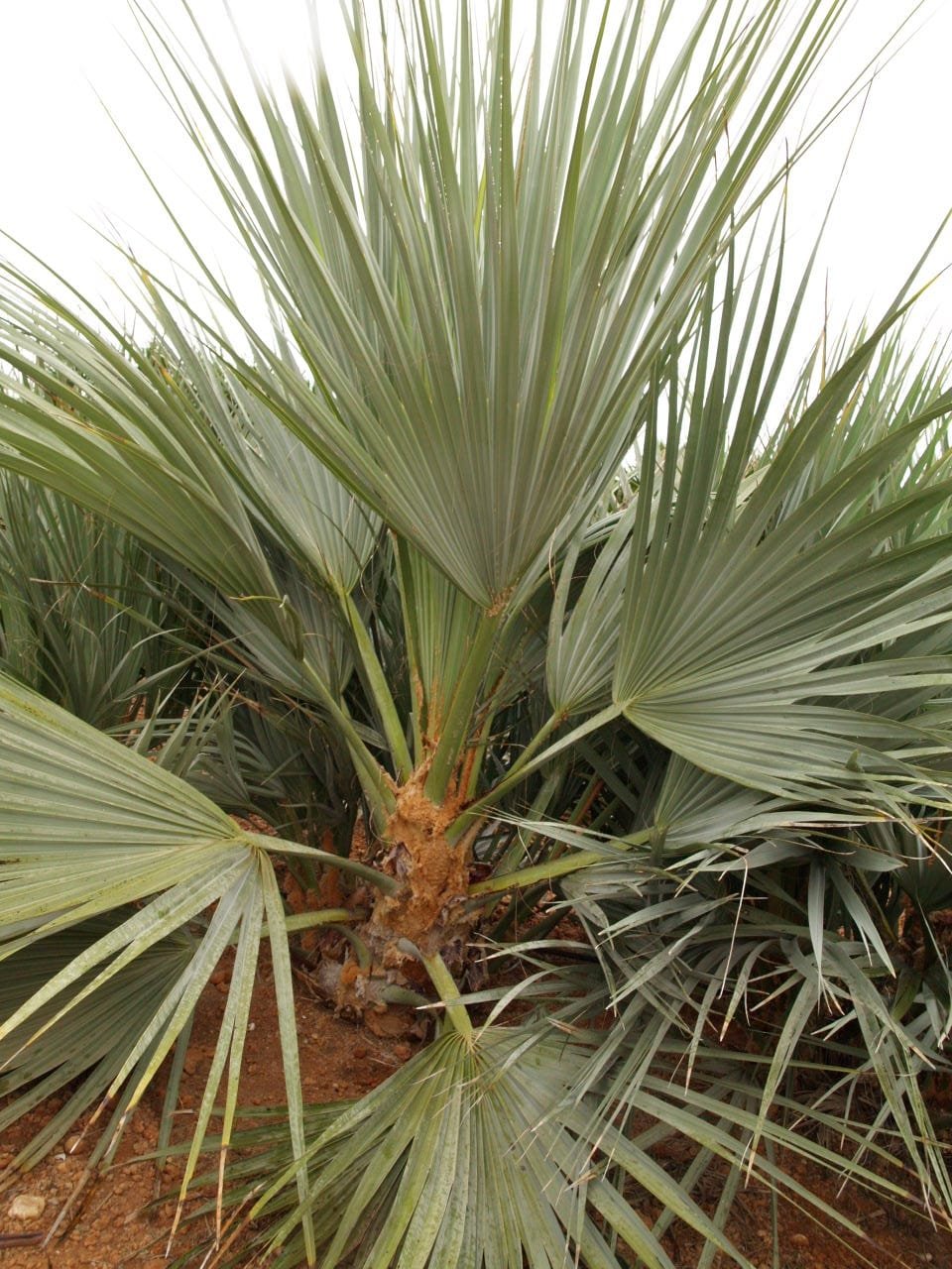 Imagen De Whatsapp 2025 10 06 A Las 21.32.16 Ffbbd810