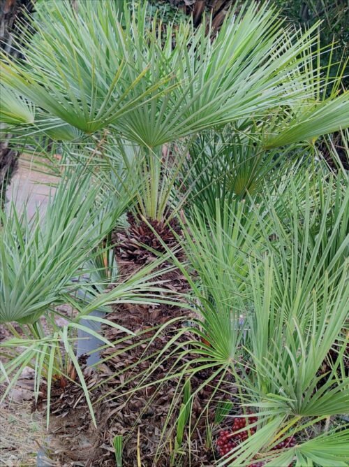 Imagen De Whatsapp 2025 10 07 A Las 00.44.14 70523bb7