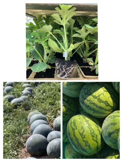 Imagen De Whatsapp 2025 10 15 A Las 16.53.57 F8a62060