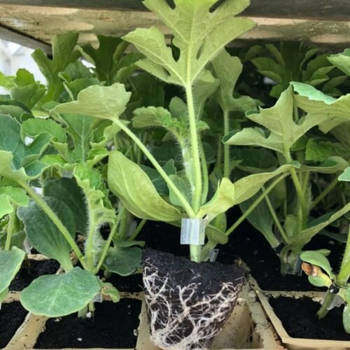 Imagen De Whatsapp 2025 10 15 A Las 16.54.09 80aed2f1