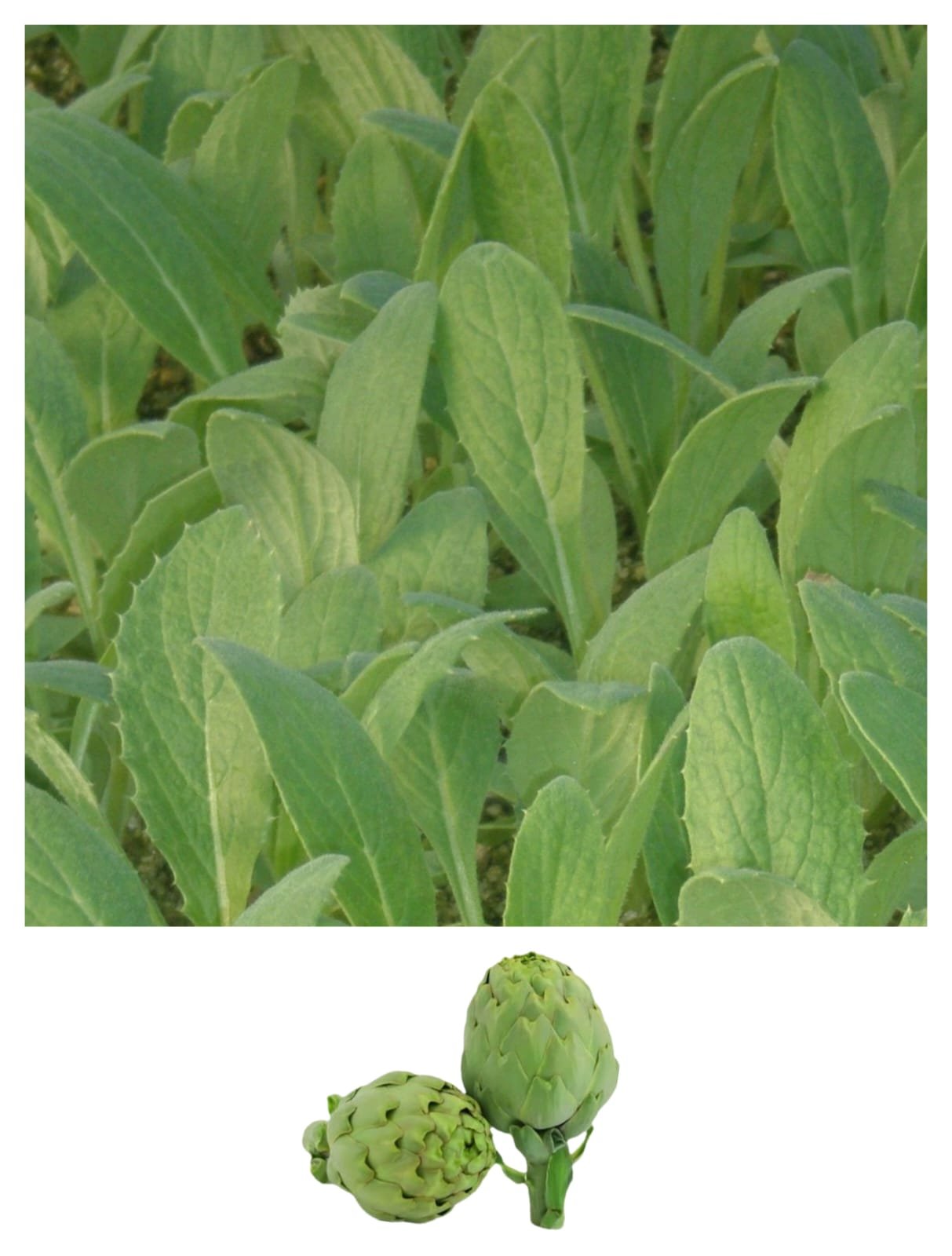 Imagen De Whatsapp 2025 10 15 A Las 16.54.31 28aaec18