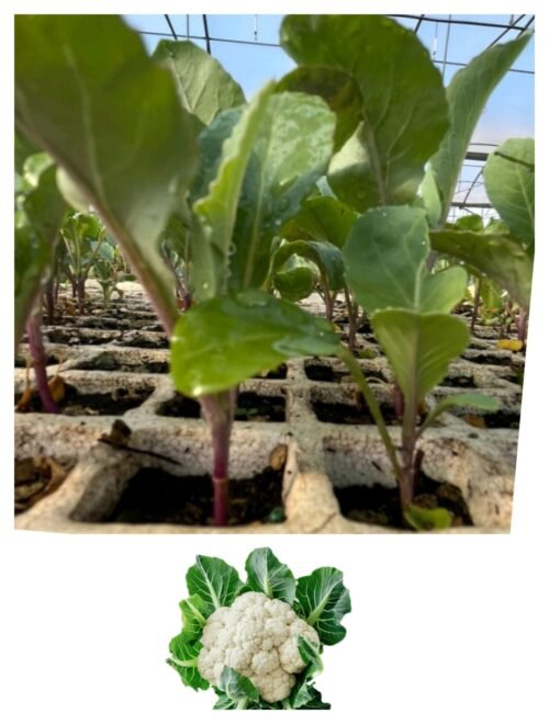 Imagen De Whatsapp 2025 10 15 A Las 16.54.55 32aa1370