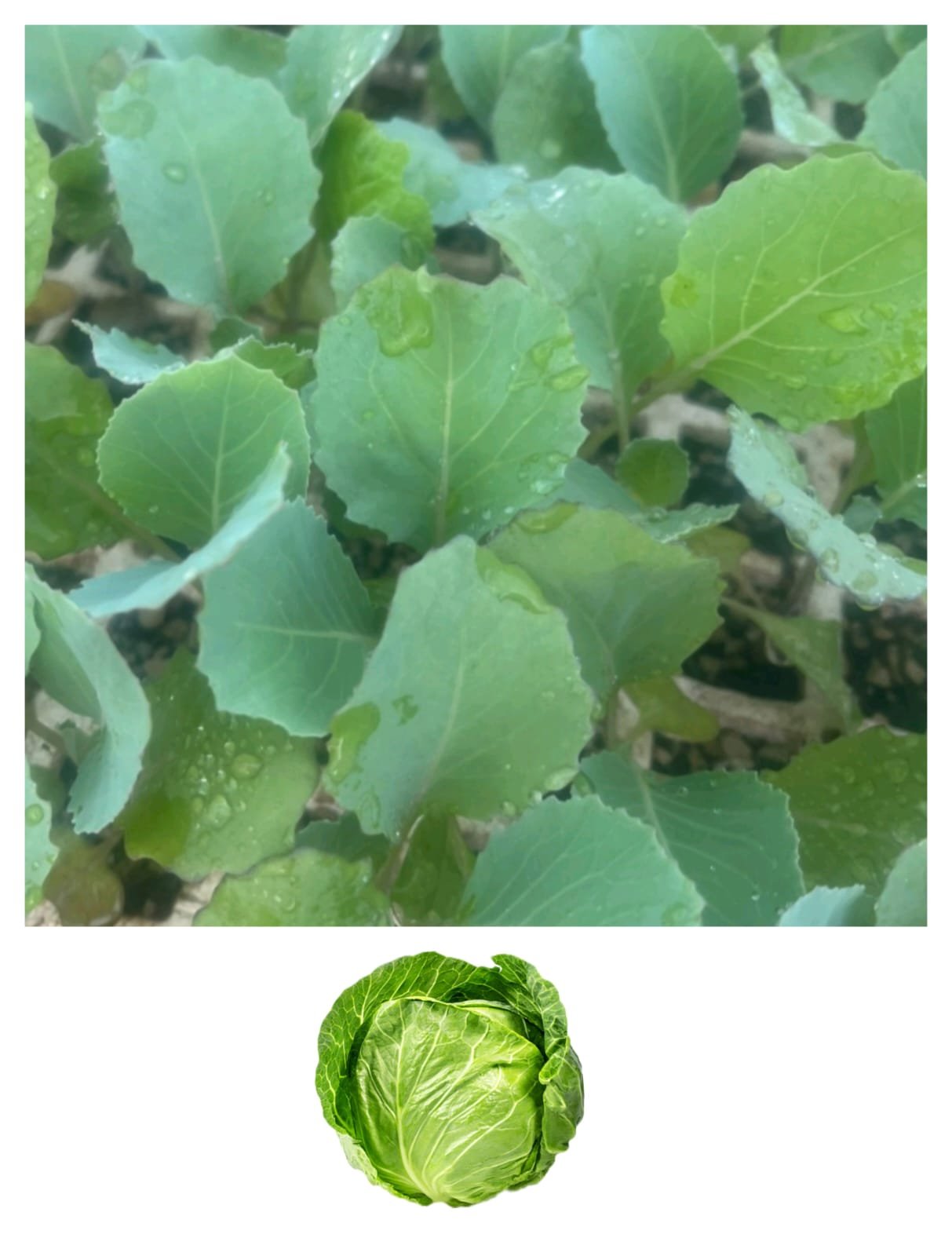 Imagen De Whatsapp 2025 10 15 A Las 16.55.16 Be6f47fd