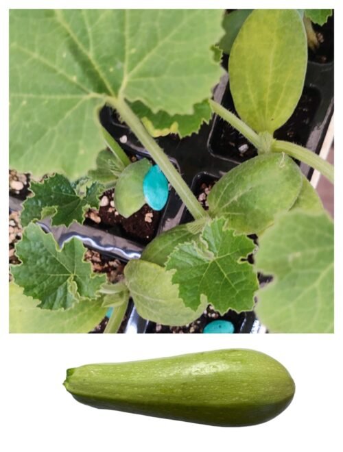 Imagen De Whatsapp 2025 10 15 A Las 16.55.32 9a83b7d7