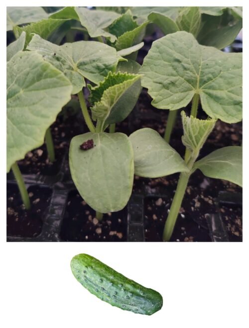 Imagen De Whatsapp 2025 10 15 A Las 16.55.32 E9c863a9