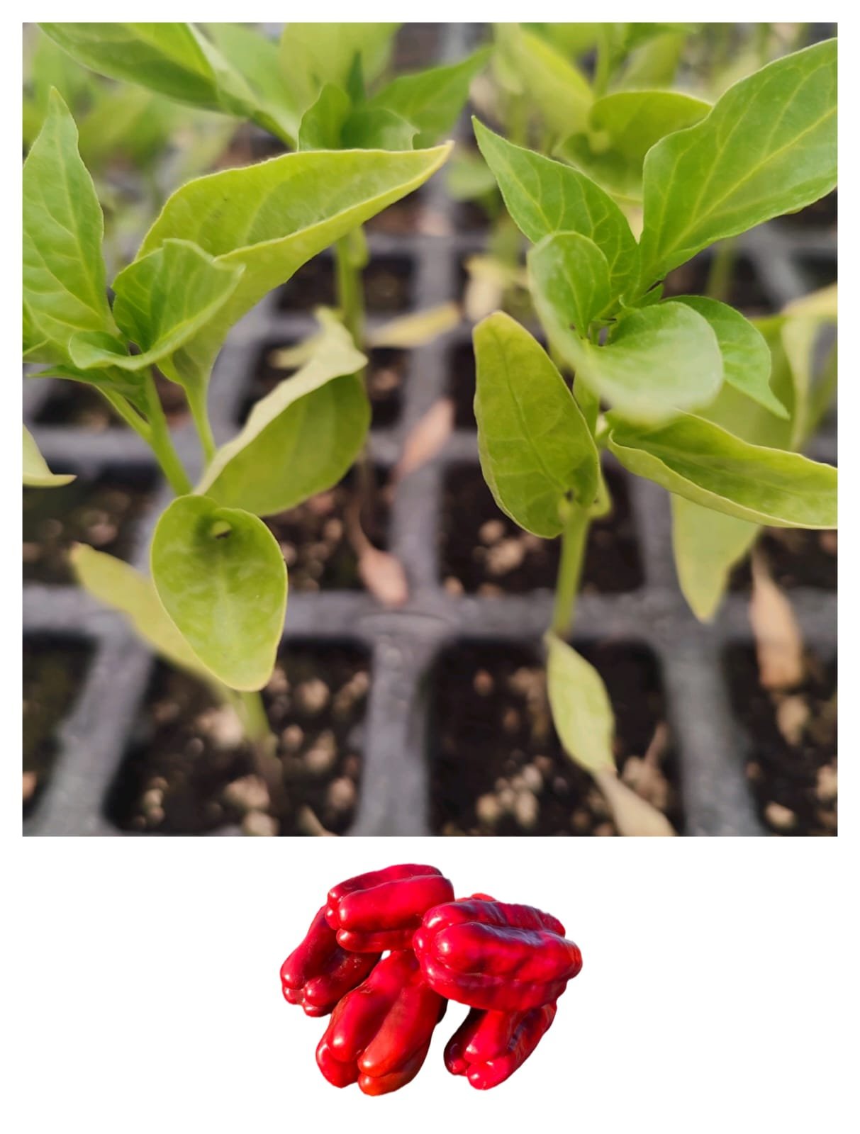 Imagen De Whatsapp 2025 10 15 A Las 16.55.44 90ce779b