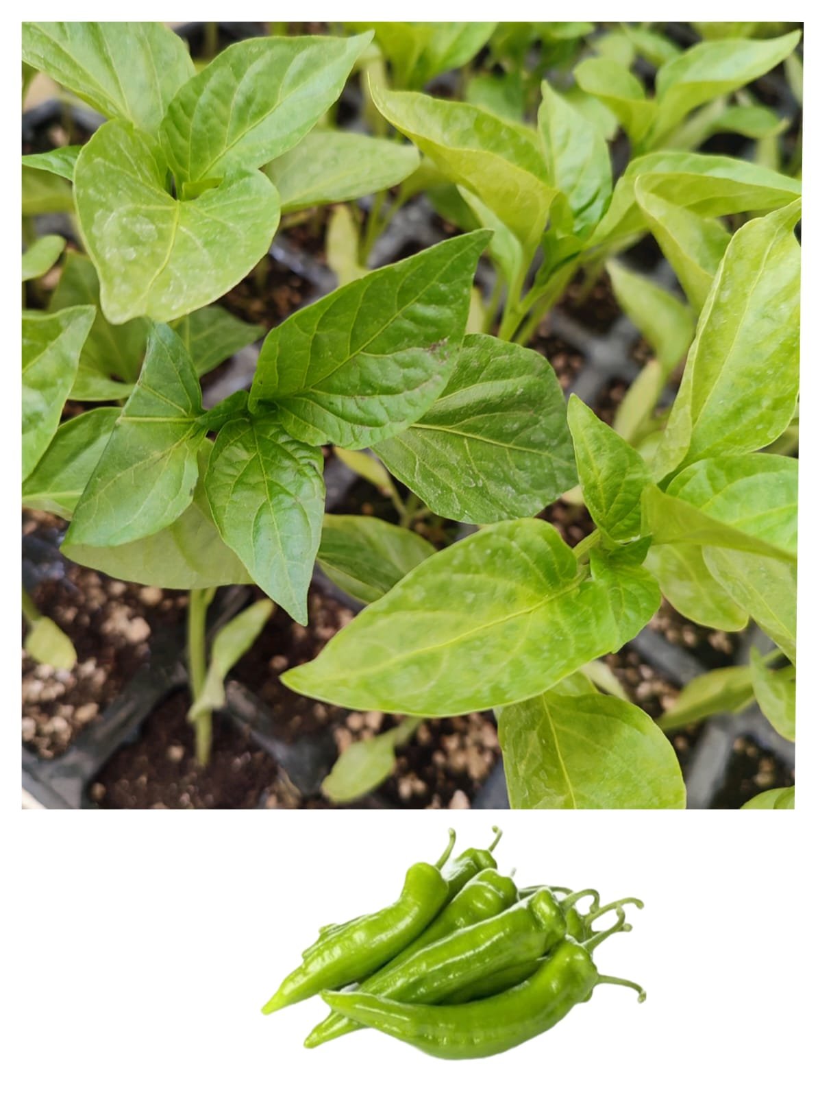 Imagen De Whatsapp 2025 10 15 A Las 16.55.44 Aab9e3c9