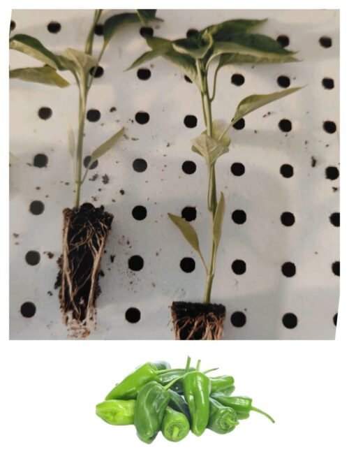 Imagen De Whatsapp 2025 10 15 A Las 16.55.58 Afa98f60