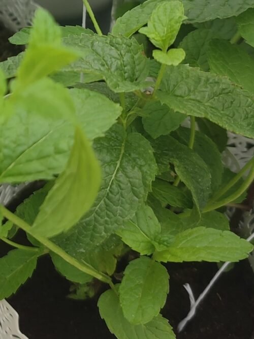 Imagen De Whatsapp 2025 10 15 A Las 16.56.31 2ec93758