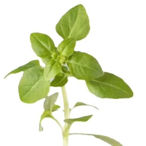 Imagen De Whatsapp 2025 10 15 A Las 16.56.45 F5ffe536