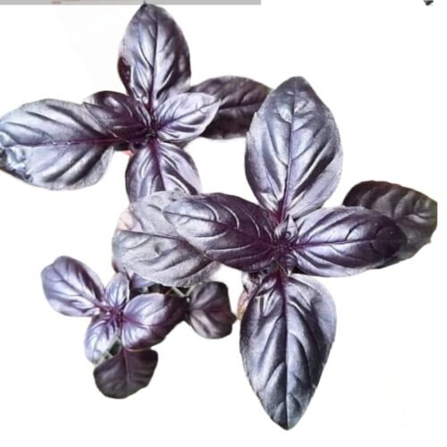 Imagen De Whatsapp 2025 10 15 A Las 16.56.59 5830cd4f